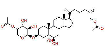 Riisein B